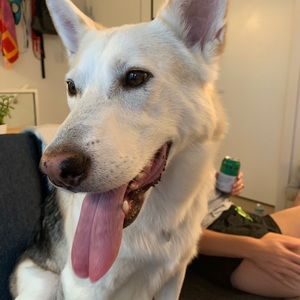 Meet your Posher, Allan connor